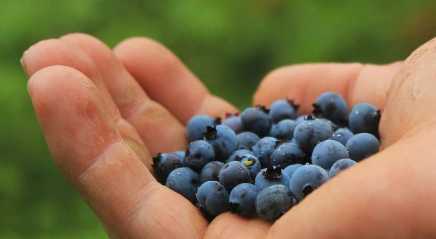 Mindful Eating: Defining, Demystifying and Determining Practical Applications, Part 1